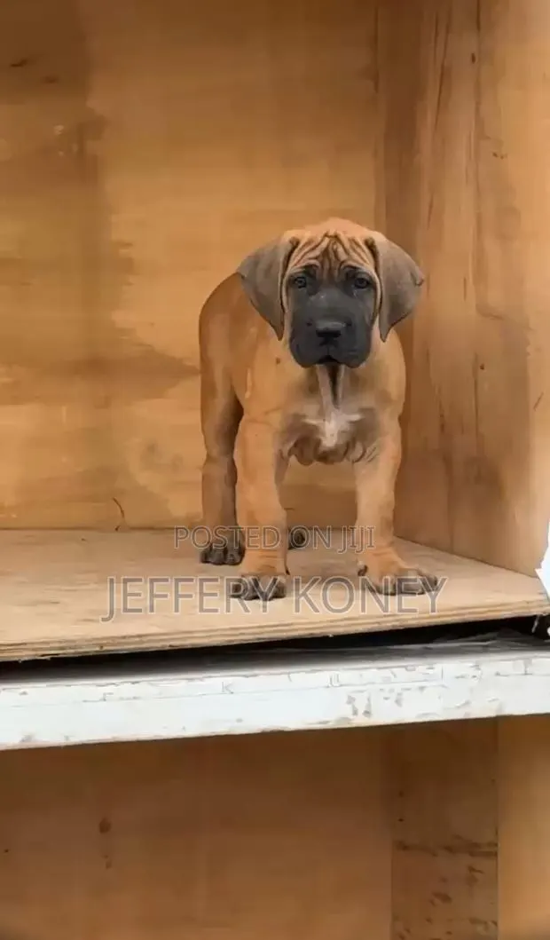 1-3 months Male Purebred Boerboel · Photo 1