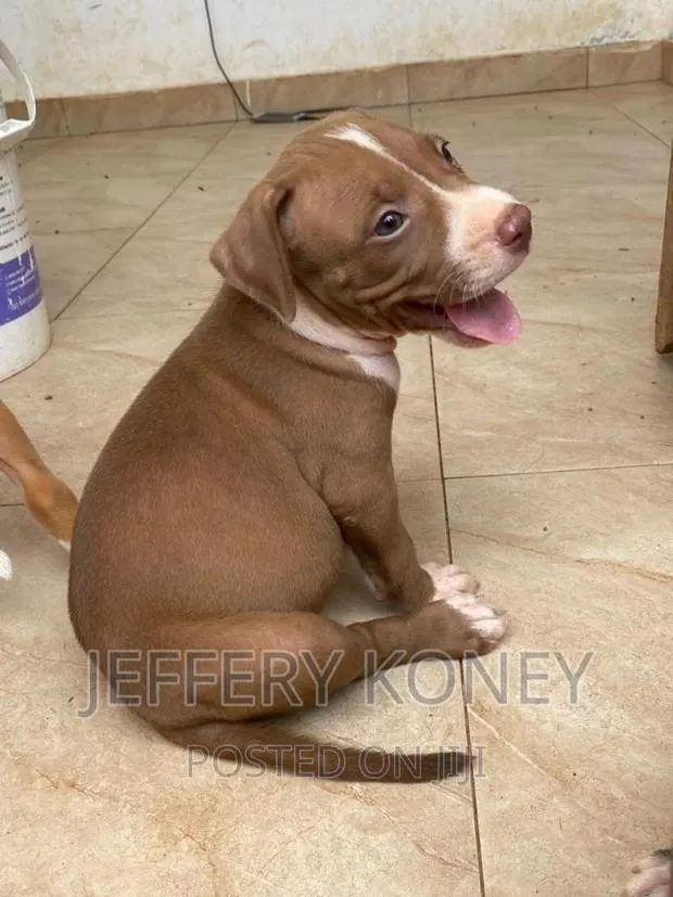 1-3 months Male Purebred American Pit Bull Terrier · Photo 1