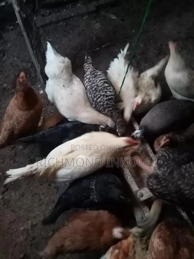 Very Strong and Healthy Local Chickens · Photo 1