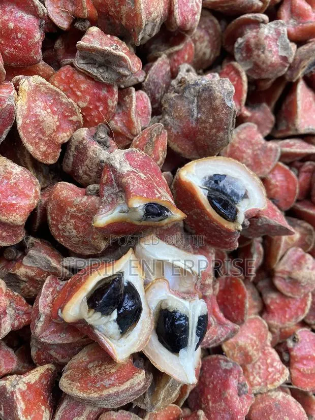 Thaumatococcus Daniellii Seeds for Planting, Already Sprouted,15/100gh · Photo 2