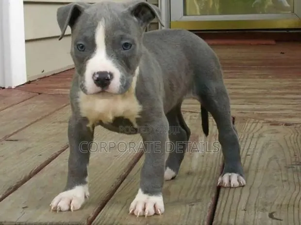 1-3 months Male Purebred American Pit Bull Terrier · Photo 1
