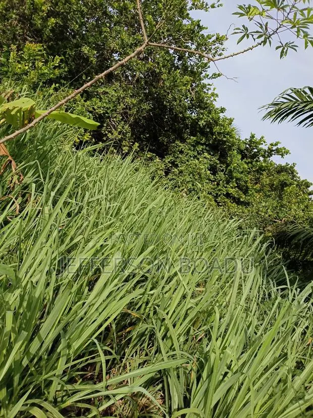 Land for Sale at Berekum- Kato · Photo 1