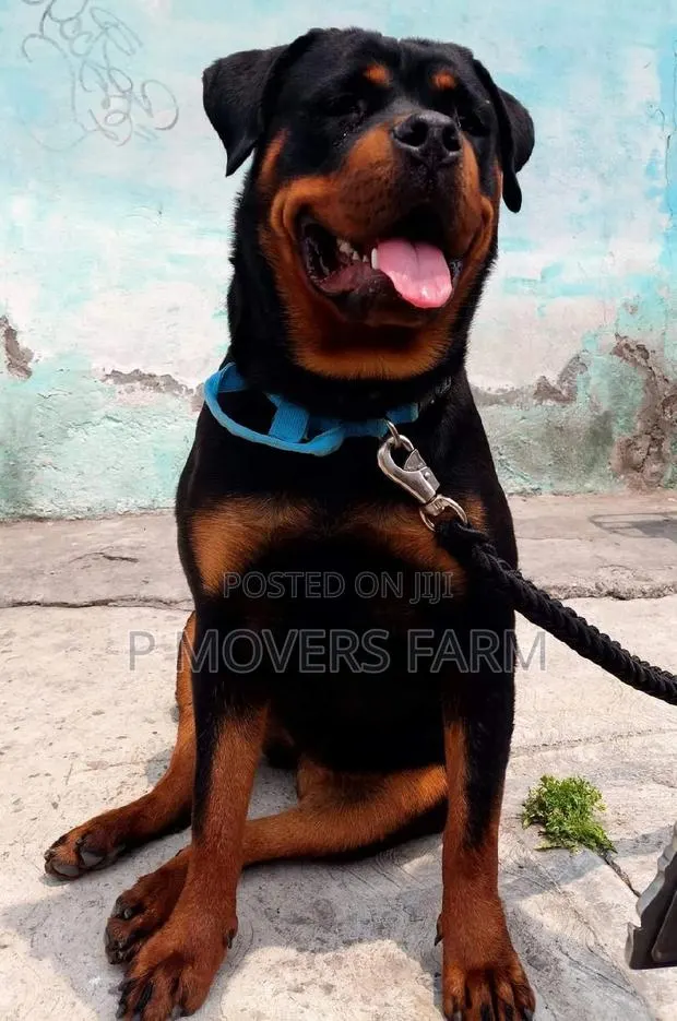 1-3 months Male Purebred Rottweiler · Photo 1