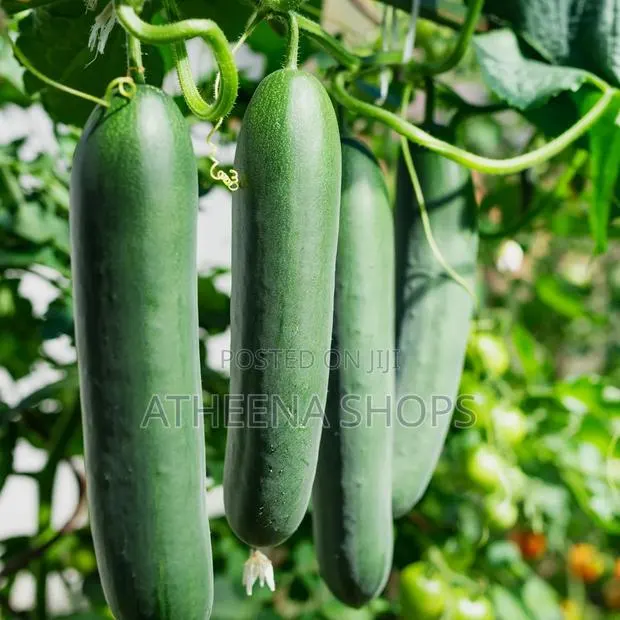 F1 Big Cucumber Seeds (50 Grams) · Photo 2