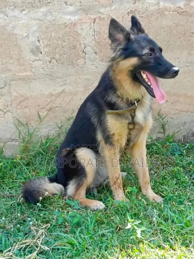 6-12 months Female Purebred German Shepherd · Photo 1