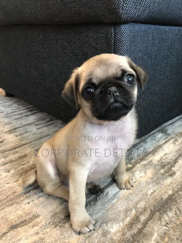 1-3 months Female Purebred Pug · Photo 1