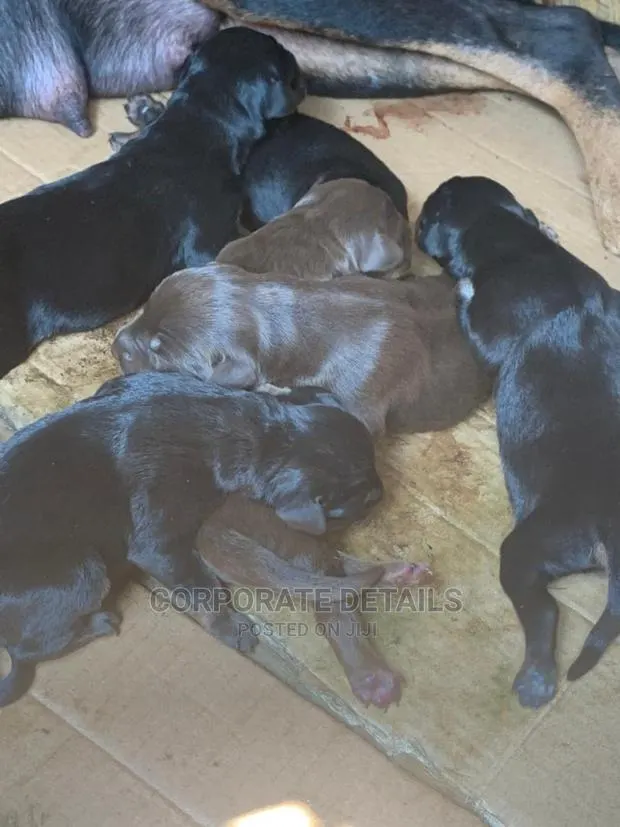 1-3 months Male Purebred Doberman Pinscher · Photo 1