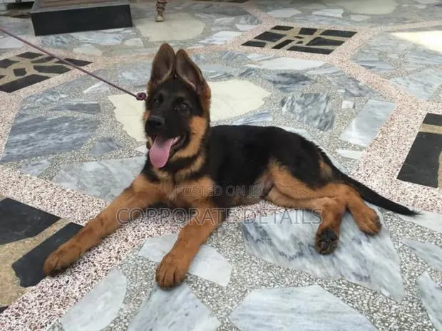 3-6 months Male Purebred German Shepherd · Photo 1