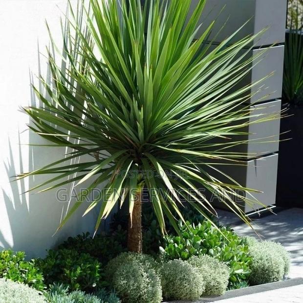 Yucca for Sale · Photo 1