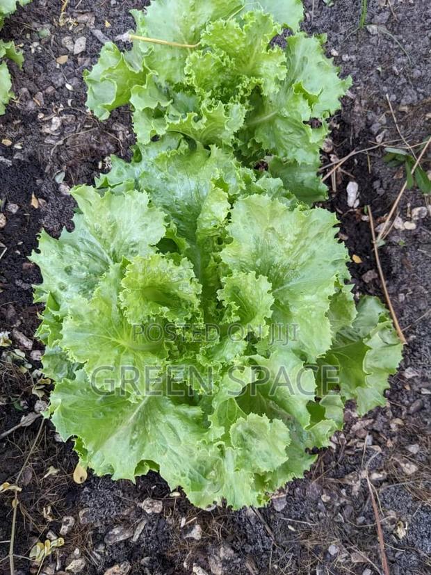 Lettuce Seeds · Photo 1