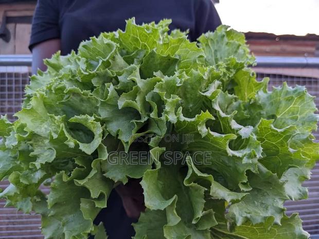 Lettuce Seeds · Photo 2