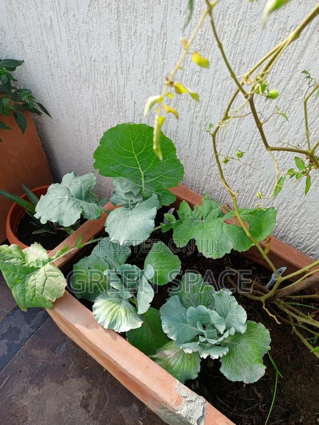 Cabbage Seeds · Photo 1