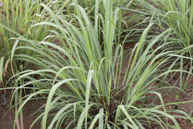 Foreign Lemongrass Seedlings · Photo 2