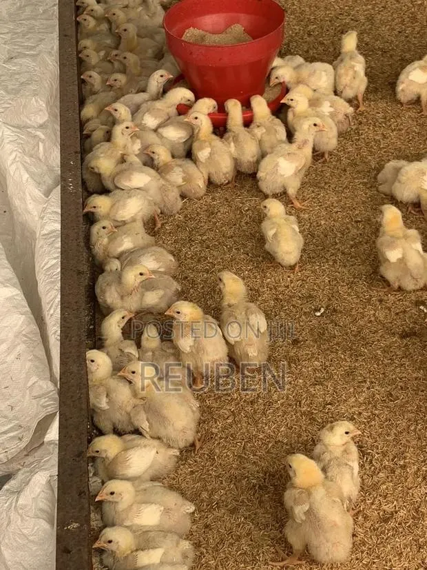 Brooding Day Old Chicks · Photo 1