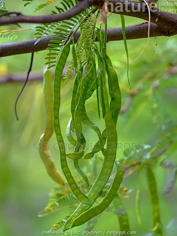 Acacia Tree Seedling/Plant · Photo 1