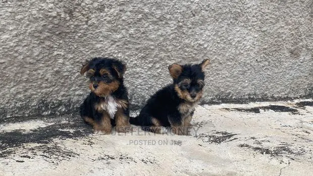 1-3 months Female Purebred Yorkshire Terrier · Photo 1