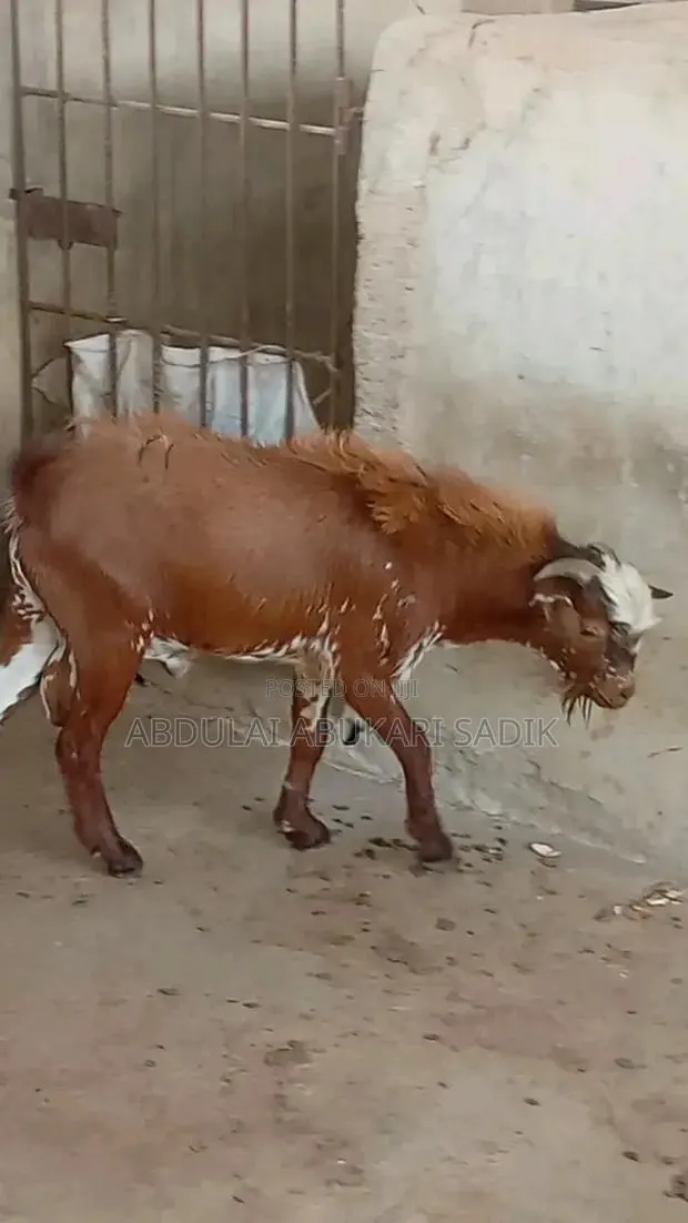 Goat Is for Sale · Photo 1