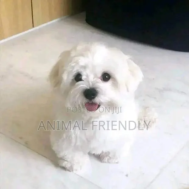 1-3 months Male Purebred Maltese · Photo 1