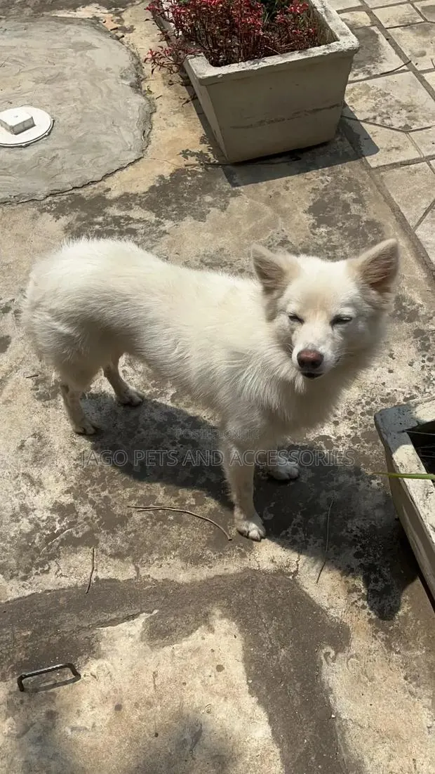 1+ year Male Purebred American Eskimo · Photo 1