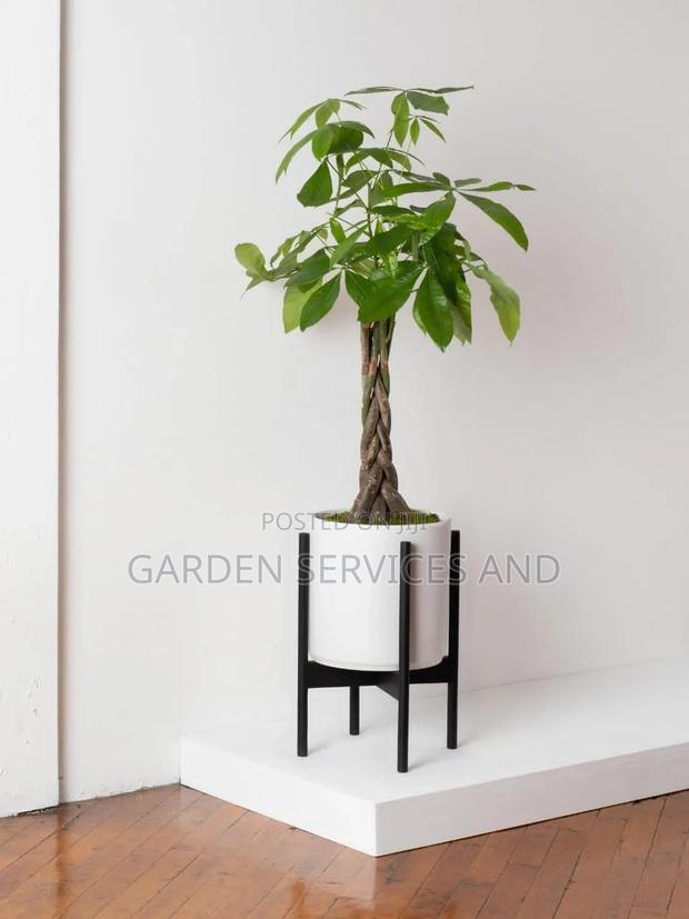 Money Tree · Photo 1