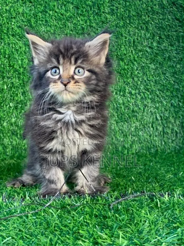 1-3 months Female Purebred Maine Coon · Photo 1