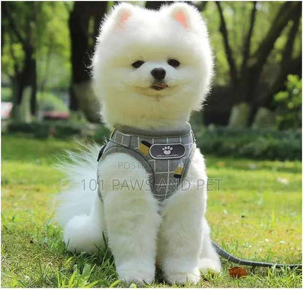 Protective Dog Harness Vest for Dogs · Photo 1