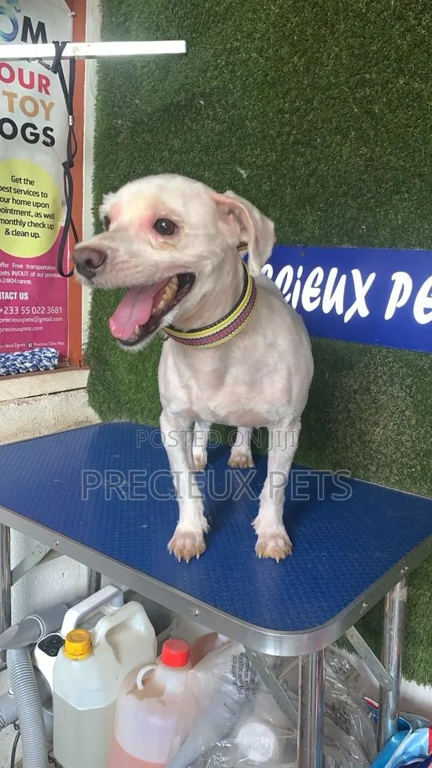 1+ year Male Purebred Maltipoo · Photo 1