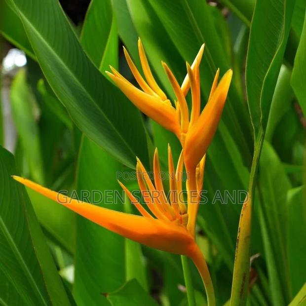 Heliconia for Sale · Photo 2