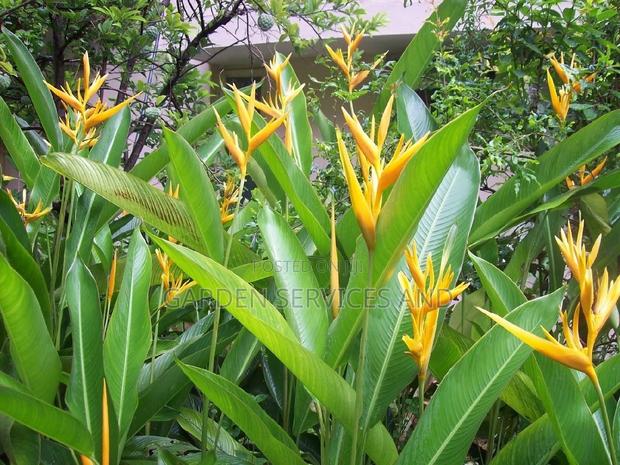Heliconia for Sale · Photo 1