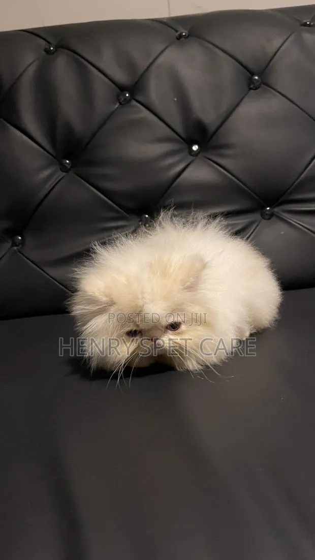 1-3 months Male Purebred Persian · Photo 4
