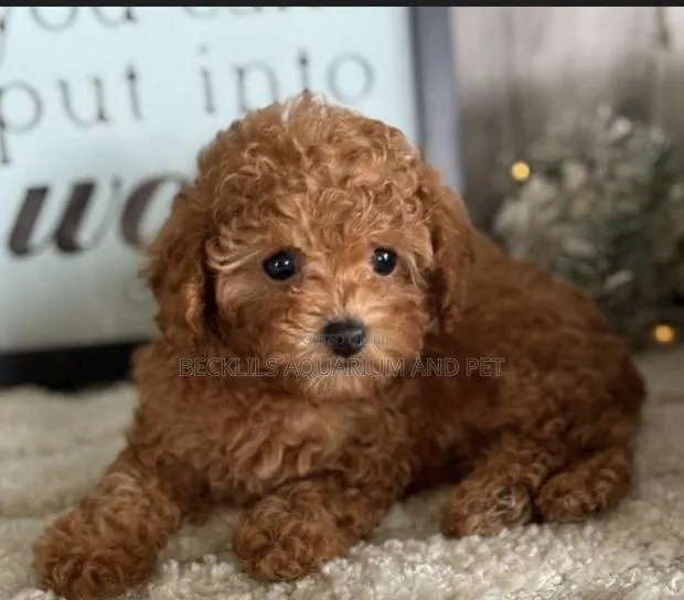 1-3 months Female Purebred Poodle · Photo 1