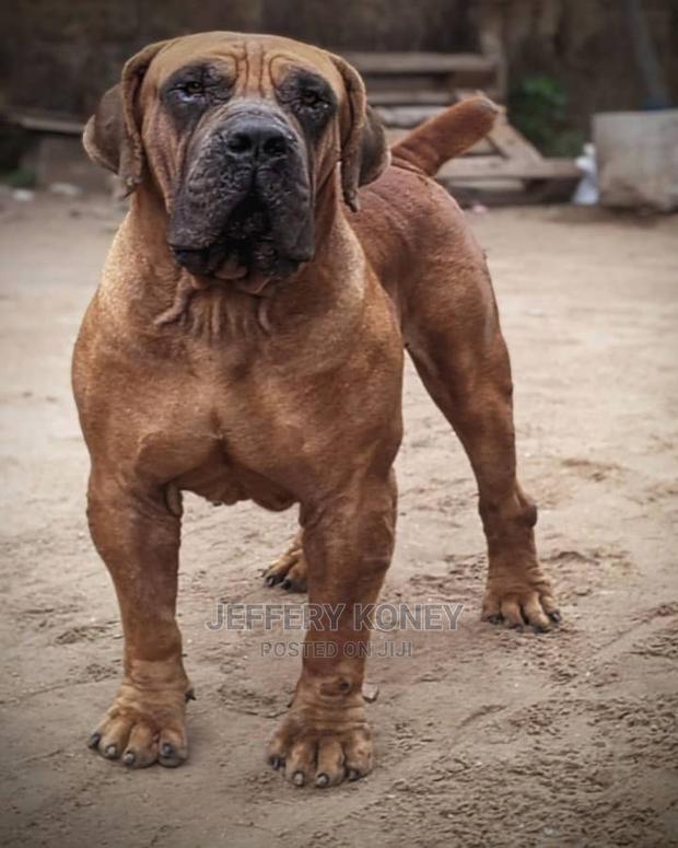 Boerboel Available for Stud · Photo 1