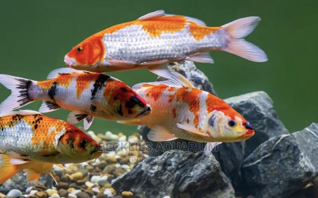 Koi’S Fish Available · Photo 1