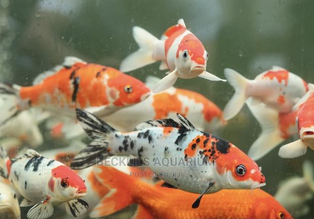 Koi’S Fish Available · Photo 2