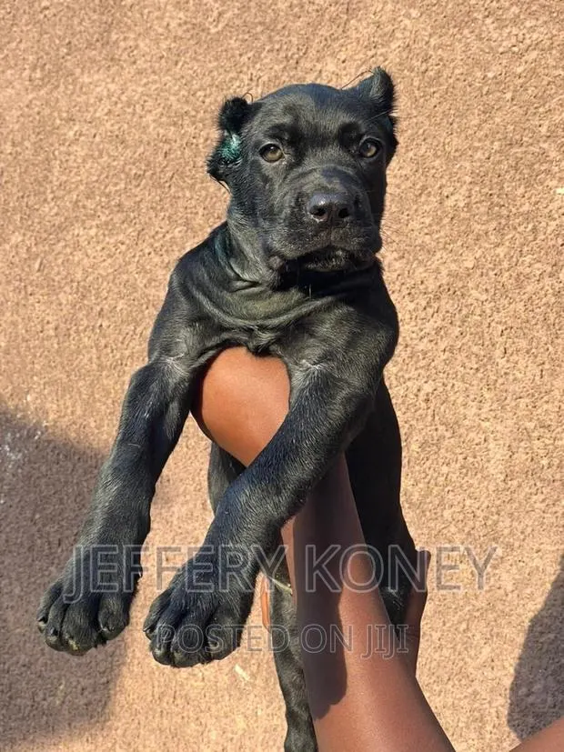 1-3 months Female Purebred Cane Corso · Photo 1