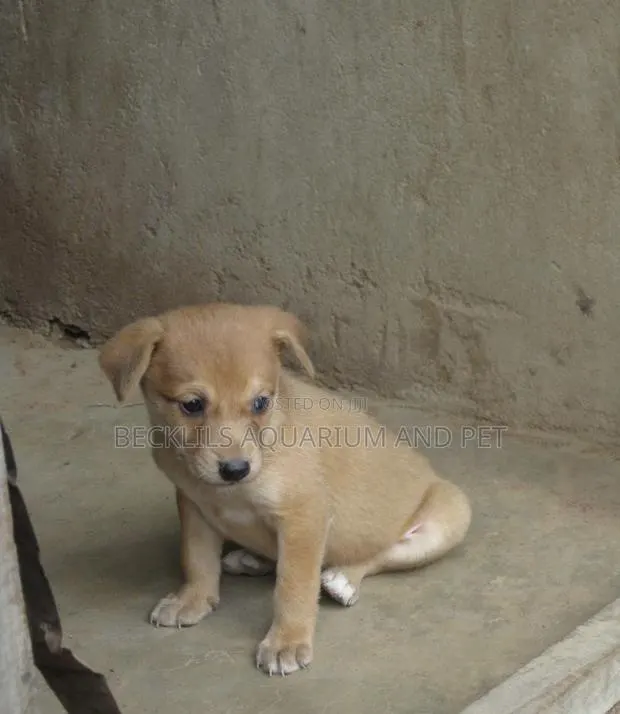 0-1 month Male Purebred Dog · Photo 1