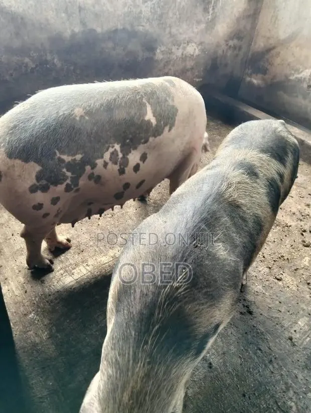 We Are Sell Pigs · Photo 1
