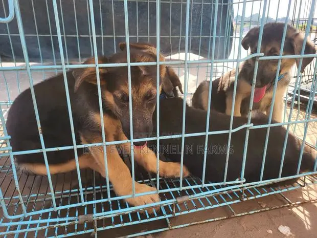 1-3 months Female Purebred German Shepherd · Photo 1