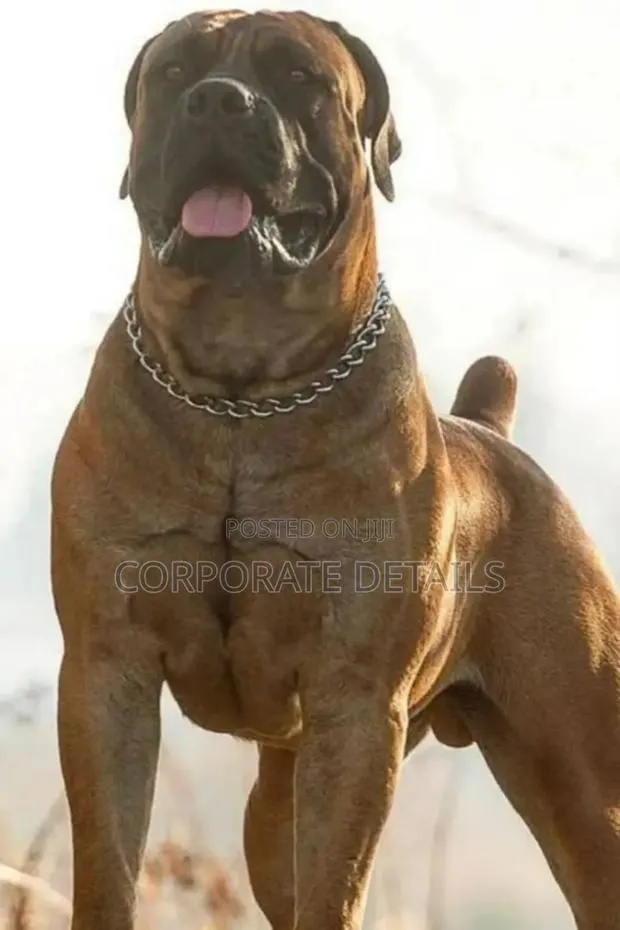 1+ year Male Purebred Boerboel · Photo 1