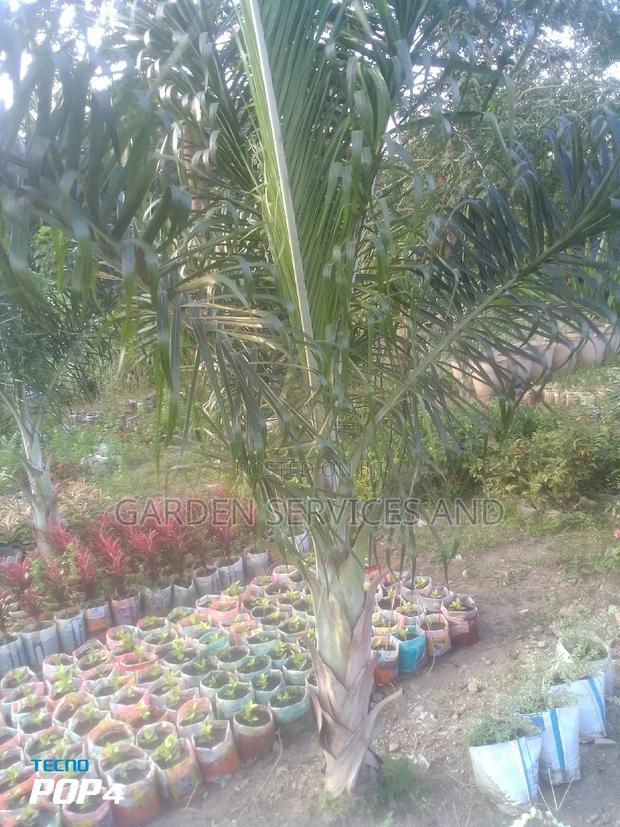 Dipsis Decaryi · Photo 3