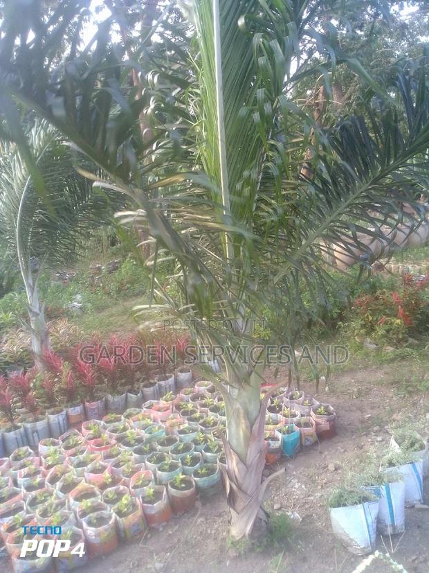 Dipsis Decaryi · Photo 4