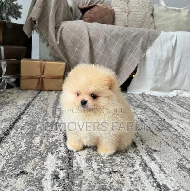 1-3 months Male Purebred Pomeranian · Photo 1