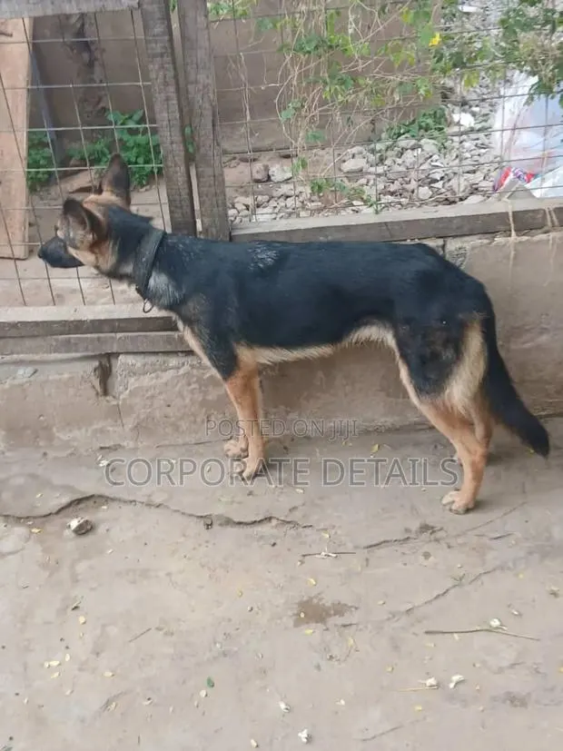 6-12 months Female Purebred German Shepherd · Photo 1