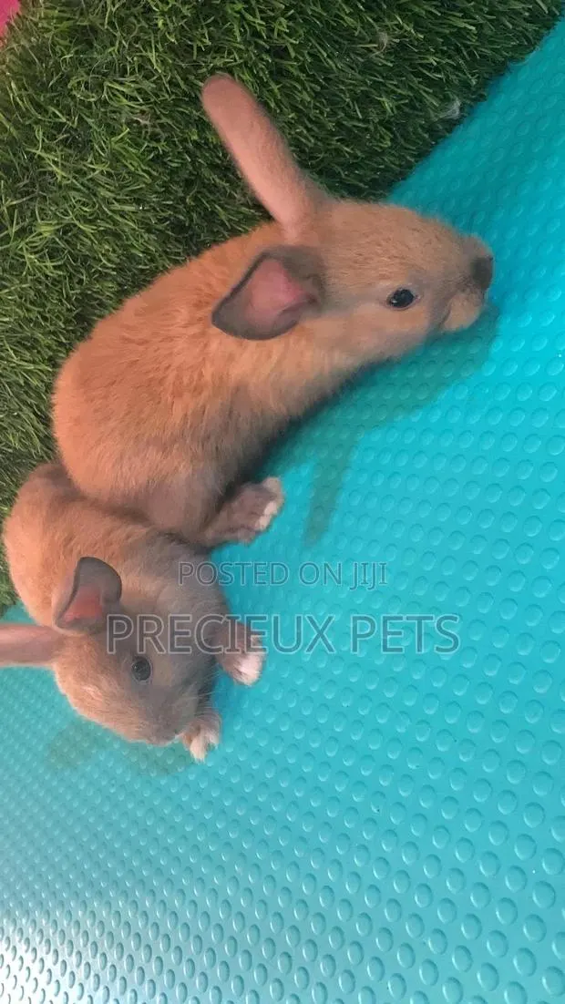 Baby Rabbits · Photo 1