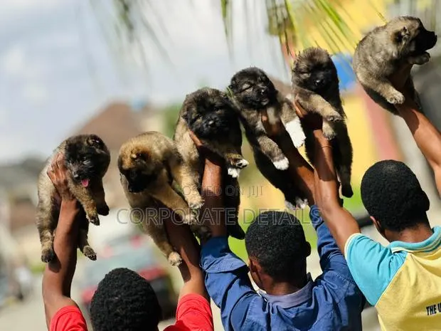 1-3 months Female Purebred Caucasian Shepherd · Photo 1