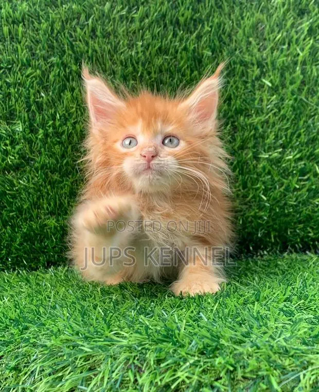 1-3 months Female Purebred Maine Coon · Photo 1