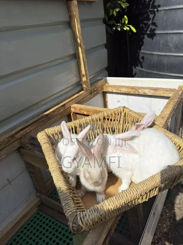 Cute Bunnies · Photo 1