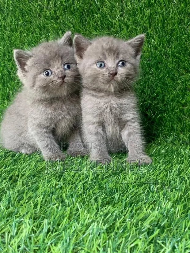 1-3 months Female Purebred Scottish Fold · Photo 1