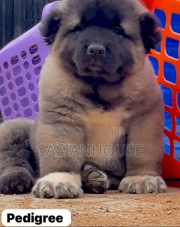 0-1 month Male Purebred Caucasian Shepherd · Photo 1