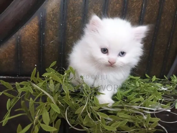 1-3 months Male Purebred Persian · Photo 1